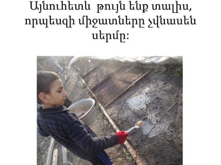 Այնուհետև թույն ենք տալիս,
որպեսզի միջատները չվնասեն
սերմը:
 