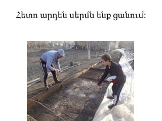 Հետո արդեն սերմն ենք ցանում:
 