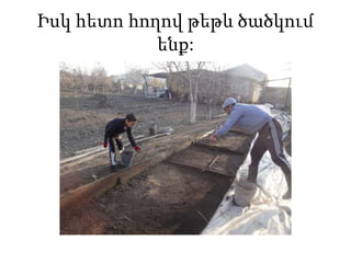 Իսկ հետո հողով թեթև ծածկում
ենք:
 