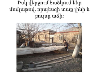 Իսկ վերջում ծածկում ենք
մոմլաթով, որպեսզի տաք լինի և
բույսը աճի:
 