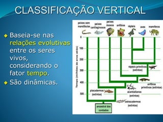 CLASSIFICAÇÃO VERTICAL
 Baseia-se nas
relações evolutivas
entre os seres
vivos,
considerando o
fator tempo.
 São dinâmicas.
 