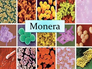 Monera
 