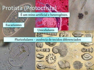 Protista (Protoctista)
É um reino artificial e heterogêneo.
Eucariontes
Unicelulares
Pluricelulares – ausência de tecidos diferenciados
 