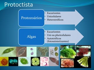 Protoctista
• Eucariontes
• Unicelulares
• Heterotróficos
Protozoários
• Eucariontes
• Uni ou pluricelulares
• Autotróficos
(fotossintetizantes)
Algas
 