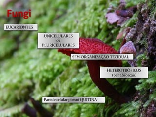 Fungi
EUCARIONTES
UNICELULARES
ou
PLURICELULARES
SEM ORGANIZAÇÃO TECIDUAL
HETEROTRÓFICOS
(por absorção)
Parede celular possui QUITINA
 