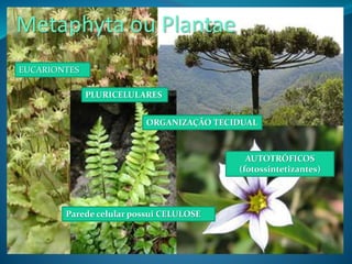 Metaphyta ou Plantae
EUCARIONTES
PLURICELULARES
ORGANIZAÇÃO TECIDUAL
AUTOTRÓFICOS
(fotossintetizantes)
Parede celular possui CELULOSE
 