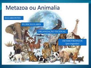 Metazoa ou Animalia
EUCARIONTES
PLURICELULARES
HETEROTRÓFICOS
(por ingestão)
ORGANIZAÇÃO TECIDUAL
 