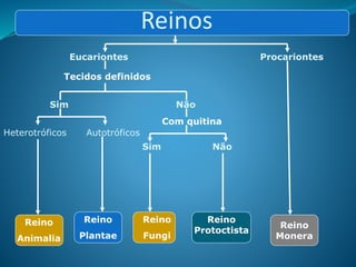 Reinos
Eucariontes Procariontes
Tecidos definidos
Sim Não
Heterotróficos Autotróficos
Com quitina
Sim Não
Reino
Animalia
Reino
Plantae
Reino
Fungi
Reino
Protoctista
Reino
Monera
 