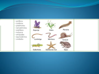 1.classificação dos seres vivos