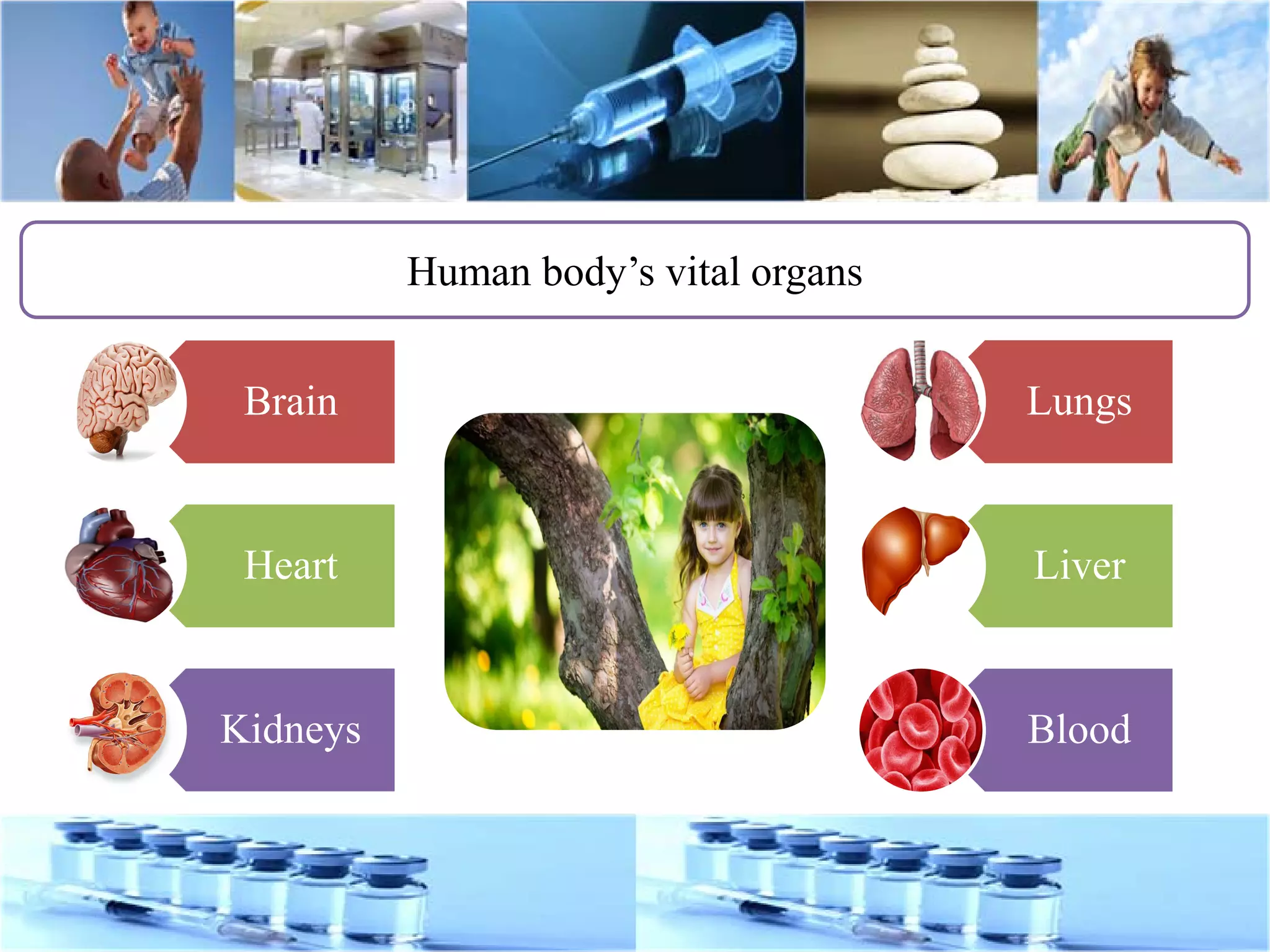 Brain
Heart
Kidneys
Human body’s vital organs
Lungs
Liver
Blood
 