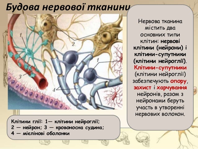 Будова і функції нервової системи