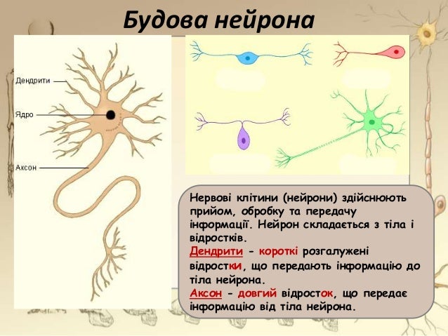 Будова і функції нервової системи