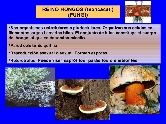 1. micología general (2) (2)