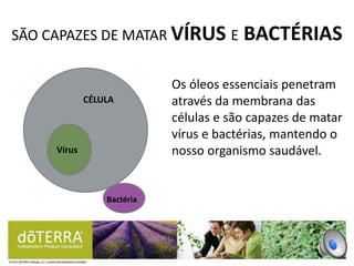 SÃO CAPAZES DE MATAR VÍRUS E BACTÉRIAS
Os óleos essenciais penetram
através da membrana das
células e são capazes de matar
vírus e bactérias, mantendo o
nosso organismo saudável.
CÉLULA
Vírus
Bactéria
 