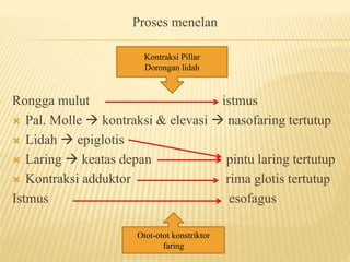 Proses menelan
Rongga mulut istmus
 Pal. Molle  kontraksi & elevasi  nasofaring tertutup
 Lidah  epiglotis
 Laring  keatas depan pintu laring tertutup
 Kontraksi adduktor rima glotis tertutup
Istmus esofagus
Kontraksi Pillar
Dorongan lidah
Otot-otot konstriktor
faring
 