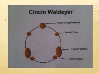  Gambar cincin Waldeyer
 