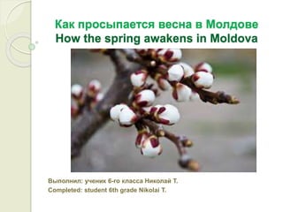 Как просыпается весна в Молдове
How the spring awakens in Moldova
Выполнил: ученик 6-го класса Николай Т.
Completed: student 6th grade Nikolai T.
 