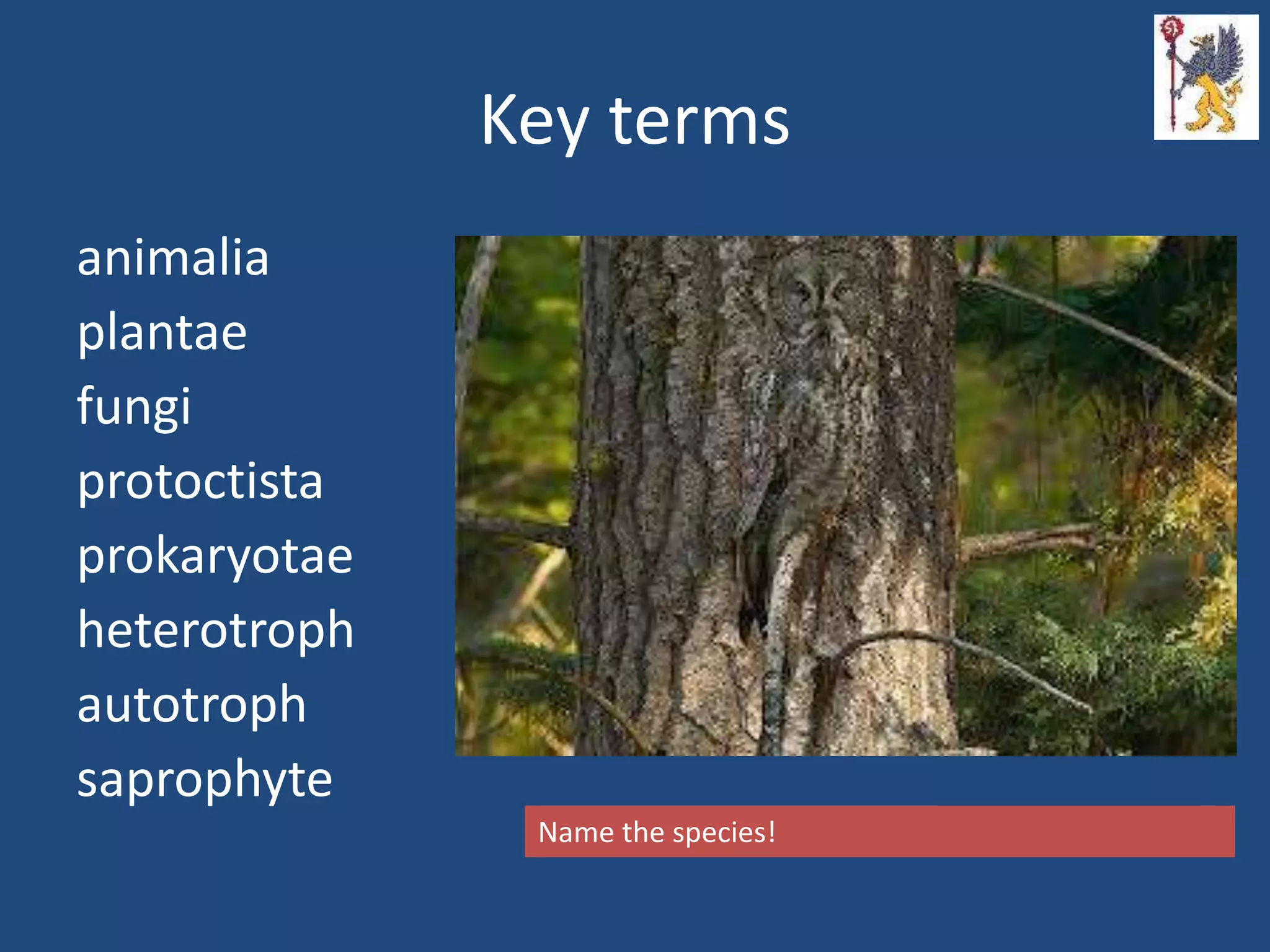 Key terms
animalia
plantae
fungi
protoctista
prokaryotae
heterotroph
autotroph
saprophyte
Name the species!
 