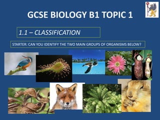 GCSE BIOLOGY B1 TOPIC 1
1.1 – CLASSIFICATION
STARTER: CAN YOU IDENTIFY THE TWO MAIN GROUPS OF ORGANISMS BELOW?
 