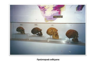 Προϊστορικά εκθέματα
 