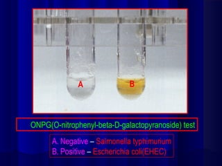 Biochemical tests (1st part) | PPT
