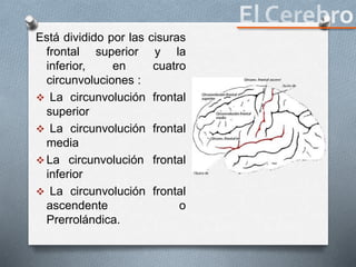Está dividido por las cisuras
frontal superior y la
inferior, en cuatro
circunvoluciones :
 La circunvolución frontal
superior
 La circunvolución frontal
media
 La circunvolución frontal
inferior
 La circunvolución frontal
ascendente o
Prerrolándica.
 
