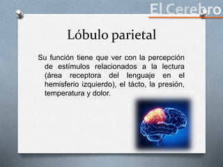 Lóbulo parietal
Su función tiene que ver con la percepción
de estímulos relacionados a la lectura
(área receptora del lenguaje en el
hemisferio izquierdo), el tácto, la presión,
temperatura y dolor.
 