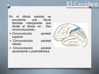 En el lóbulo parietal se
encuentra una fisura
llamada interparietal que
divide el lóbulo en tres
circunvoluciones :
 Circunvolución parietal
superior
 Circunvolución parietal
inferior
 Circunvolución parietal
ascendente o postrolándica.
 