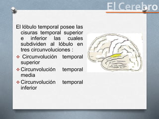 El lóbulo temporal posee las
cisuras temporal superior
e inferior las cuales
subdividen al lóbulo en
tres circunvoluciones :
 Circunvolución temporal
superior
 Circunvolución temporal
media
 Circunvolución temporal
inferior
 