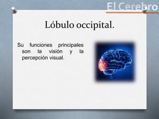 Lóbulo occipital.
Su funciones principales
son la visión y la
percepción visual.
 