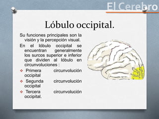 Lóbulo occipital.
Su funciones principales son la
visión y la percepción visual.
En el lóbulo occipital se
encuentran generalmente
los surcos superior e inferior
que dividen al lóbulo en
circunvoluciones :
 Primera circunvolución
occipital
 Segunda circunvolución
occipital
 Tercera circunvolución
occipital.
 