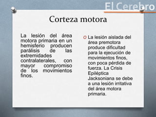 Corteza motora
La lesión del área
motora primaria en un
hemisferio producen
parálisis de las
extremidades
contralaterales, con
mayor compromiso
de los movimientos
finos.
O La lesión aislada del
área premotora
produce dificultad
para la ejecución de
movimientos finos,
con poca pérdida de
fuerza. La Crisis
Epiléptica
Jacksoniana se debe
a una lesión irritativa
del área motora
primaria.
 