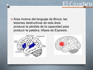 O Área motora del lenguaje de Broca: las
lesiones destructivas de esta área
produce la pérdida de la capacidad para
producir la palabra, Afasia de Expresió.
 