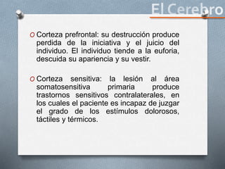 O Corteza prefrontal: su destrucción produce
perdida de la iniciativa y el juicio del
individuo. El individuo tiende a la euforia,
descuida su apariencia y su vestir.
O Corteza sensitiva: la lesión al área
somatosensitiva primaria produce
trastornos sensitivos contralaterales, en
los cuales el paciente es incapaz de juzgar
el grado de los estímulos dolorosos,
táctiles y térmicos.
 