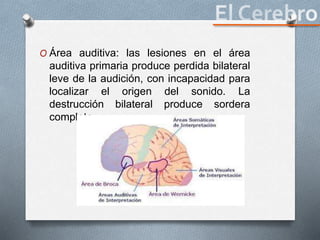 O Área auditiva: las lesiones en el área
auditiva primaria produce perdida bilateral
leve de la audición, con incapacidad para
localizar el origen del sonido. La
destrucción bilateral produce sordera
completa.
 