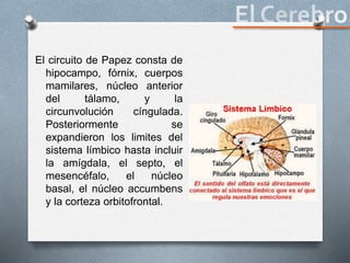 El circuito de Papez consta de
hipocampo, fórnix, cuerpos
mamilares, núcleo anterior
del tálamo, y la
circunvolución cíngulada.
Posteriormente se
expandieron los limites del
sistema límbico hasta incluir
la amígdala, el septo, el
mesencéfalo, el núcleo
basal, el núcleo accumbens
y la corteza orbitofrontal.
 