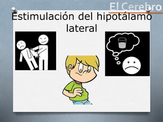 Estimulación del hipotálamo
lateral
 
