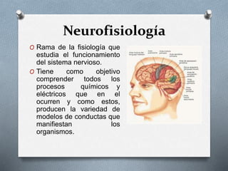 Neurofisiología
O Rama de la fisiología que
estudia el funcionamiento
del sistema nervioso.
O Tiene como objetivo
comprender todos los
procesos químicos y
eléctricos que en el
ocurren y como estos,
producen la variedad de
modelos de conductas que
manifiestan los
organismos.
 