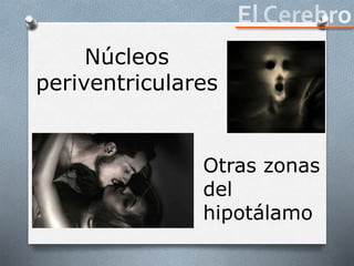 Otras zonas
del
hipotálamo
Núcleos
periventriculares
 