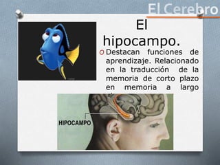 El
hipocampo.
O Destacan funciones de
aprendizaje. Relacionado
en la traducción de la
memoria de corto plazo
en memoria a largo
plazo.
 