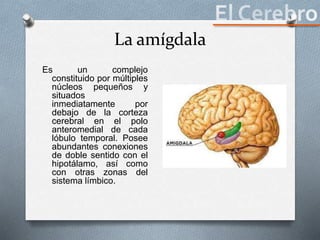 La amígdala
Es un complejo
constituido por múltiples
núcleos pequeños y
situados
inmediatamente por
debajo de la corteza
cerebral en el polo
anteromedial de cada
lóbulo temporal. Posee
abundantes conexiones
de doble sentido con el
hipotálamo, así como
con otras zonas del
sistema límbico.
 