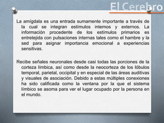 La amígdala es una entrada sumamente importante a través de
la cual se integran estímulos internos y externos. La
información procedente de los estímulos primarios es
entretejida con pulsaciones internas tales como el hambre y la
sed para asignar importancia emocional a experiencias
sensitivas.
Recibe señales neuronales desde casi todas las porciones de la
corteza límbica, así como desde la neocorteza de los lóbulos
temporal, parietal, occipital y en especial de las áreas auditivas
y visuales de asociación. Debido a estas múltiples conexiones
ha sido calificada como la ventana por la que el sistema
límbico se asoma para ver el lugar ocupado por la persona en
el mundo.
 