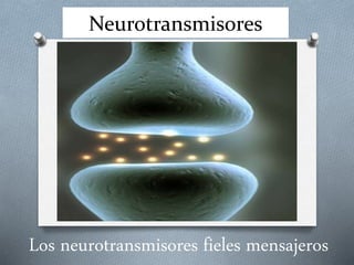 Neurotransmisores
Los neurotransmisores fieles mensajeros
 