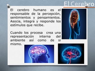 El cerebro humano es el
responsable de la percepción,
sentimientos y pensamientos.
Asocia, integra y responde los
estímulos que recibe.
Cuando los procesa crea una
representación interna del
ambiente así como de si
mismo.
 