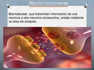 Biomoléculas que transmiten información de una
neurona a otra neurona consecutiva, unidas mediante
un área de sinapsis.
 