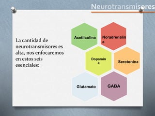 La cantidad de
neurotransmisores es
alta, nos enfocaremos
en estos seis
esenciales:
Dopamin
a
GABAGlutamato
Serotonina
Acetilcolina Noradrenalin
a
 