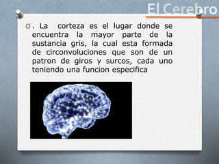 O . La corteza es el lugar donde se
encuentra la mayor parte de la
sustancia gris, la cual esta formada
de circonvoluciones que son de un
patron de giros y surcos, cada uno
teniendo una funcion especifica
 