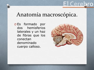 Anatomía macroscópica.
O Es formado por
dos hemisferios
laterales y un haz
de fibras que los
conectan
denominado
cuerpo calloso.
 