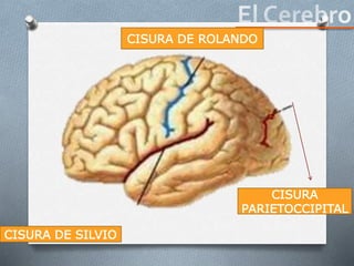 CISURA DE ROLANDO
CISURA
PARIETOCCIPITAL
CISURA DE SILVIO
 