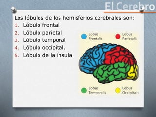 Los lóbulos de los hemisferios cerebrales son:
1. Lóbulo frontal
2. Lóbulo parietal
3. Lóbulo temporal
4. Lóbulo occipital.
5. Lóbulo de la ínsula
 